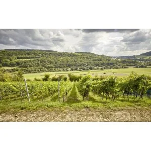 Autre point de vue sur Vins RK-Auxerrois Rosport Hoelt 2018